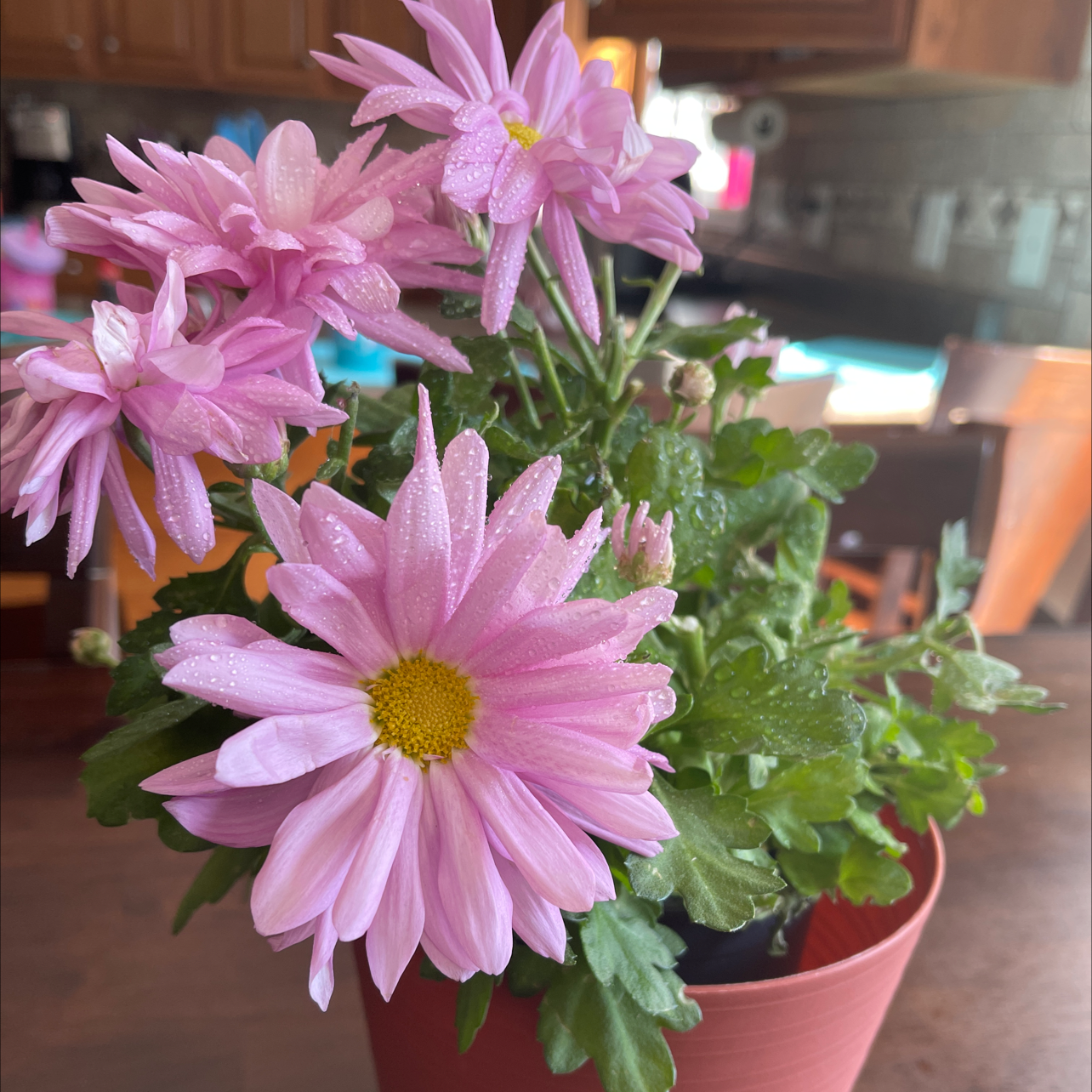 Potted Giant Crego Aster with pink flowers and green leaves, appearing healthy.