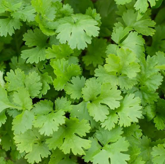 Photo of the plant species Coriander by Elana named Coriandoriano on Greg, the plant care app