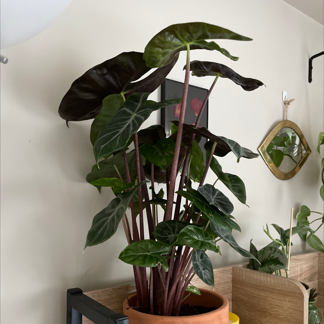 Photo of the plant species Jewel Alocasia by Sophia named sahara on Greg, the plant care app