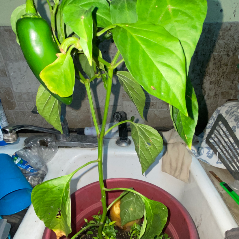 Pepper Plant plant photo by Keiry named Rafael on Greg, the plant care app.