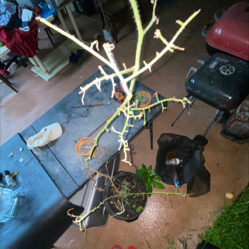 Tomato Plant plant photo by Keiry named Dead tommy on Greg, the plant care app.