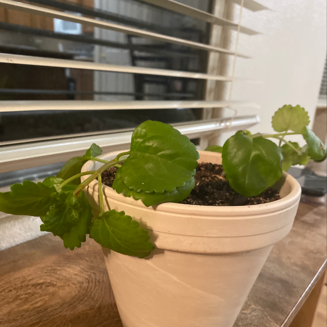 Swedish Ivy plant in a white pot near a window with healthy green leaves.