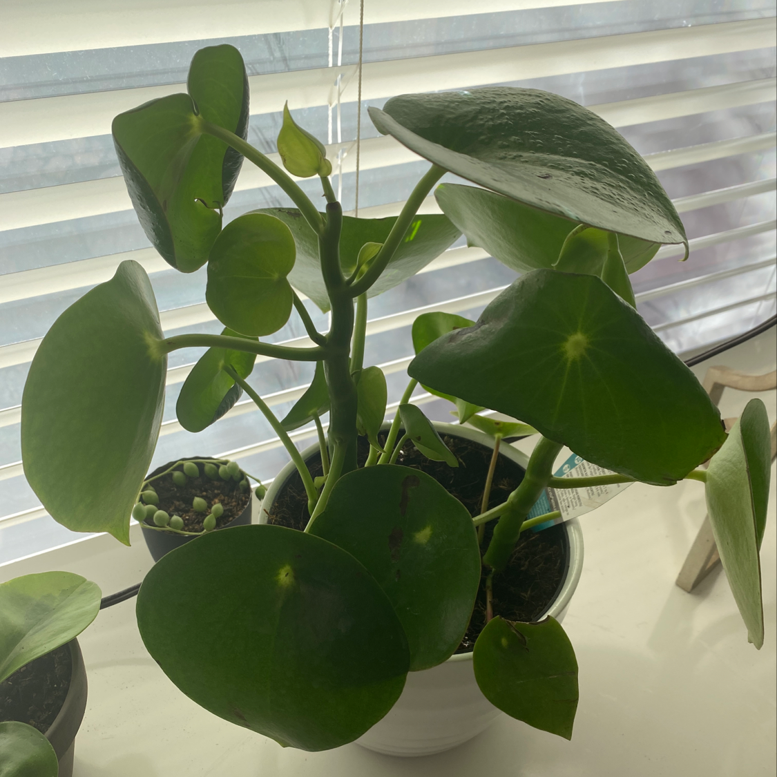 Raindrop Peperomia plant with glossy leaves and minor dark spots, well-framed and centered.