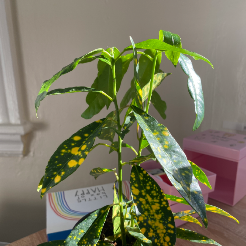 Gold Dust Croton plant photo by @kmarentette named Tinker Bell on Greg, the plant care app.