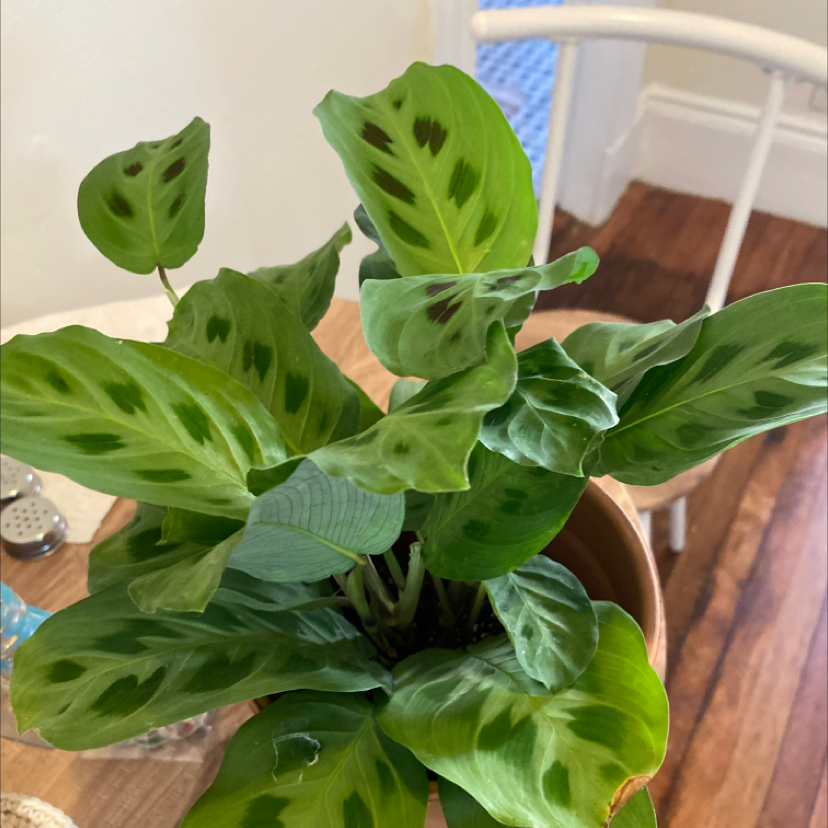 Green Prayer Plant plant photo by @kmarentette named Tora on Greg, the plant care app.