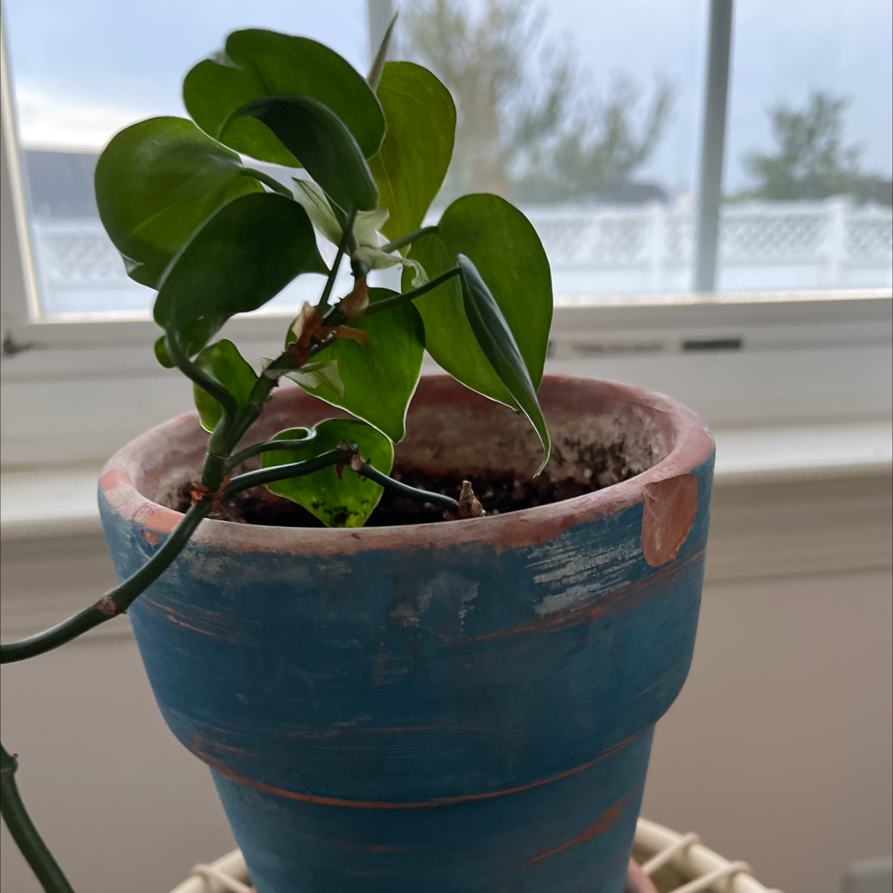 Baby Rubber Plant plant photo by @SheLadyRed named Nurse Jackie on Greg, the plant care app.