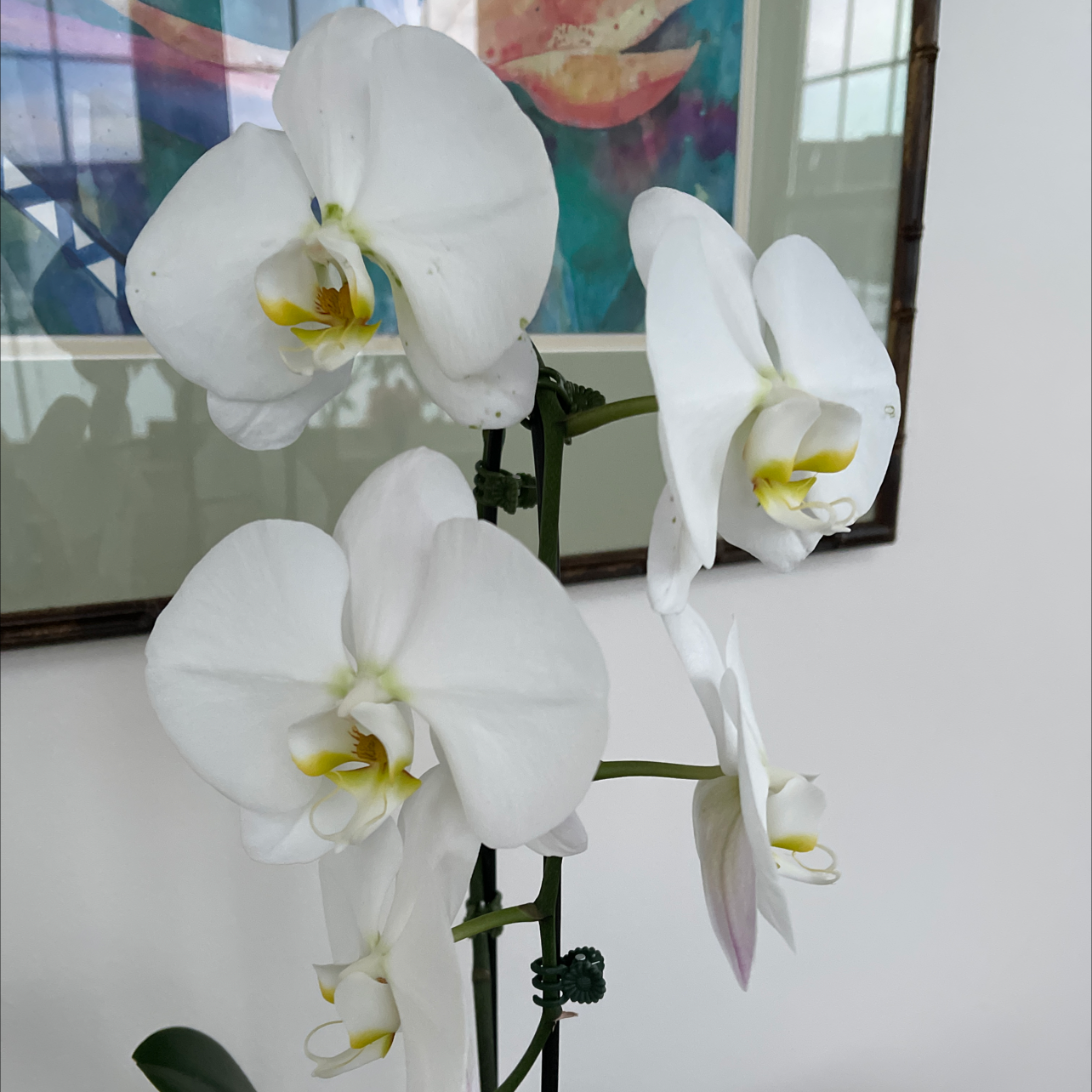 Phalaenopsis Orchid plant photo by @SheLadyRed named Helen Mirren on Greg, the plant care app.
