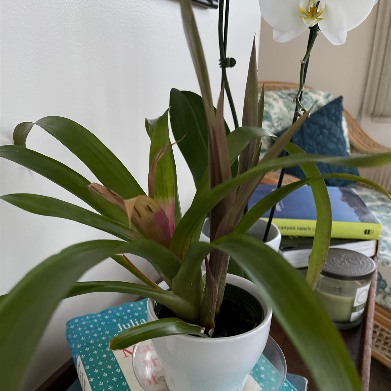 Droophead Tufted Airplant plant photo by @SheLadyRed named Bro Melee on Greg, the plant care app.