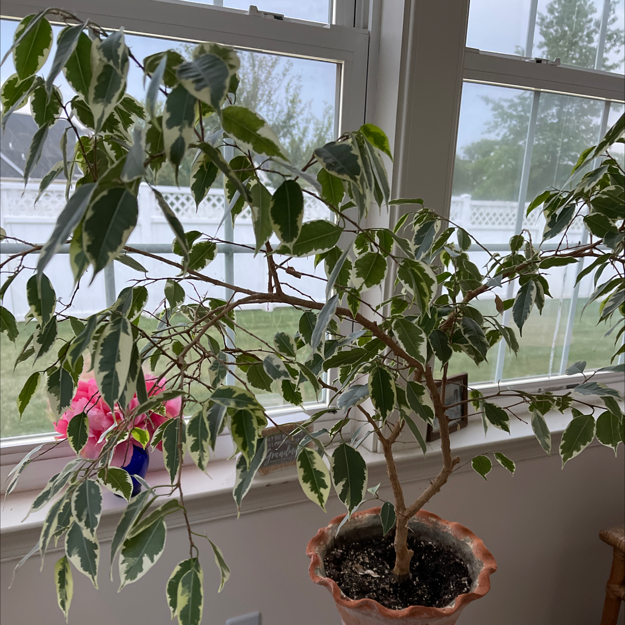 Weeping Fig plant photo by @SheLadyRed named Berkshire Baby on Greg, the plant care app.