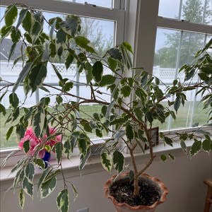 Weeping Fig plant photo by @SheLadyRed named Berkshire Baby on Greg, the plant care app.