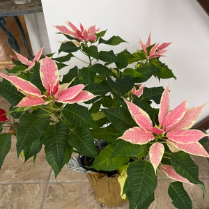 Poinsettia plant photo by Sheladyred named Pinks Rinks on Greg, the plant care app.