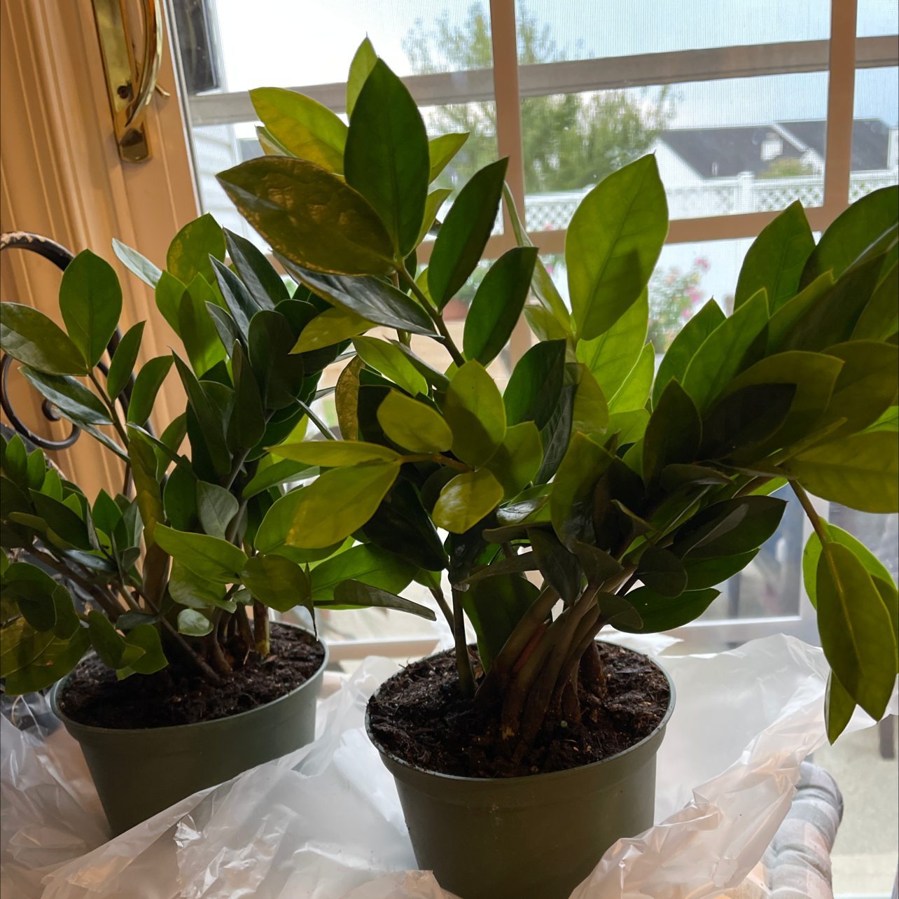 Zamioculcas Zamiifolia plant photo by @SheLadyRed named Jan & Dean on Greg, the plant care app.