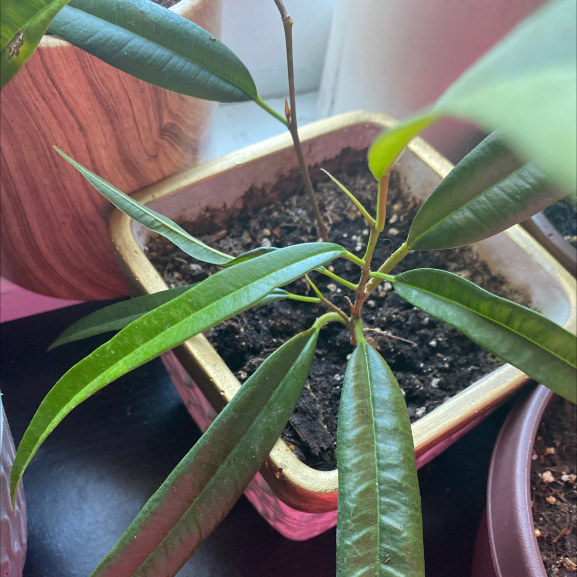 Ficus Alii plant in a pot with visible soil and healthy green leaves.