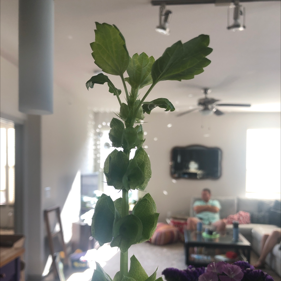 Photo of the plant species Moluccella Laevis by Emily named Your plant on Greg, the plant care app