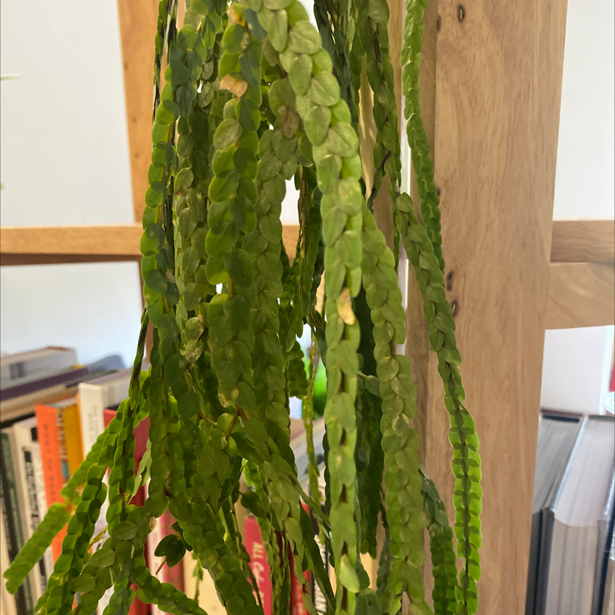 Photo of the plant species Huperzia nummulariifolia by Michelle named Fish Scales on Greg, the plant care app