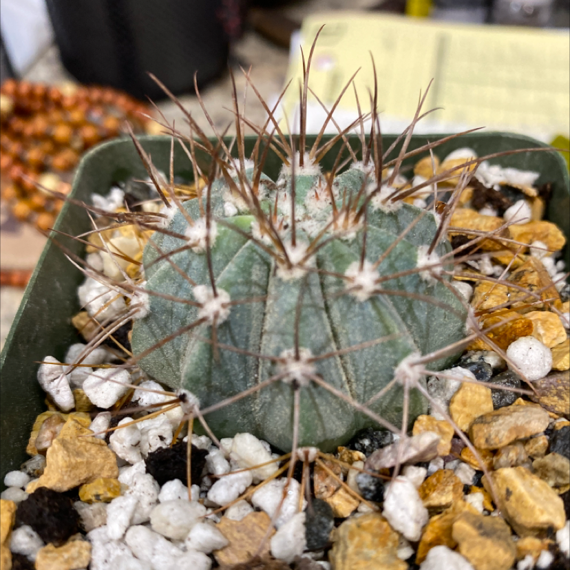 Melocactus azureus in a pot with rocky soil, appearing healthy.