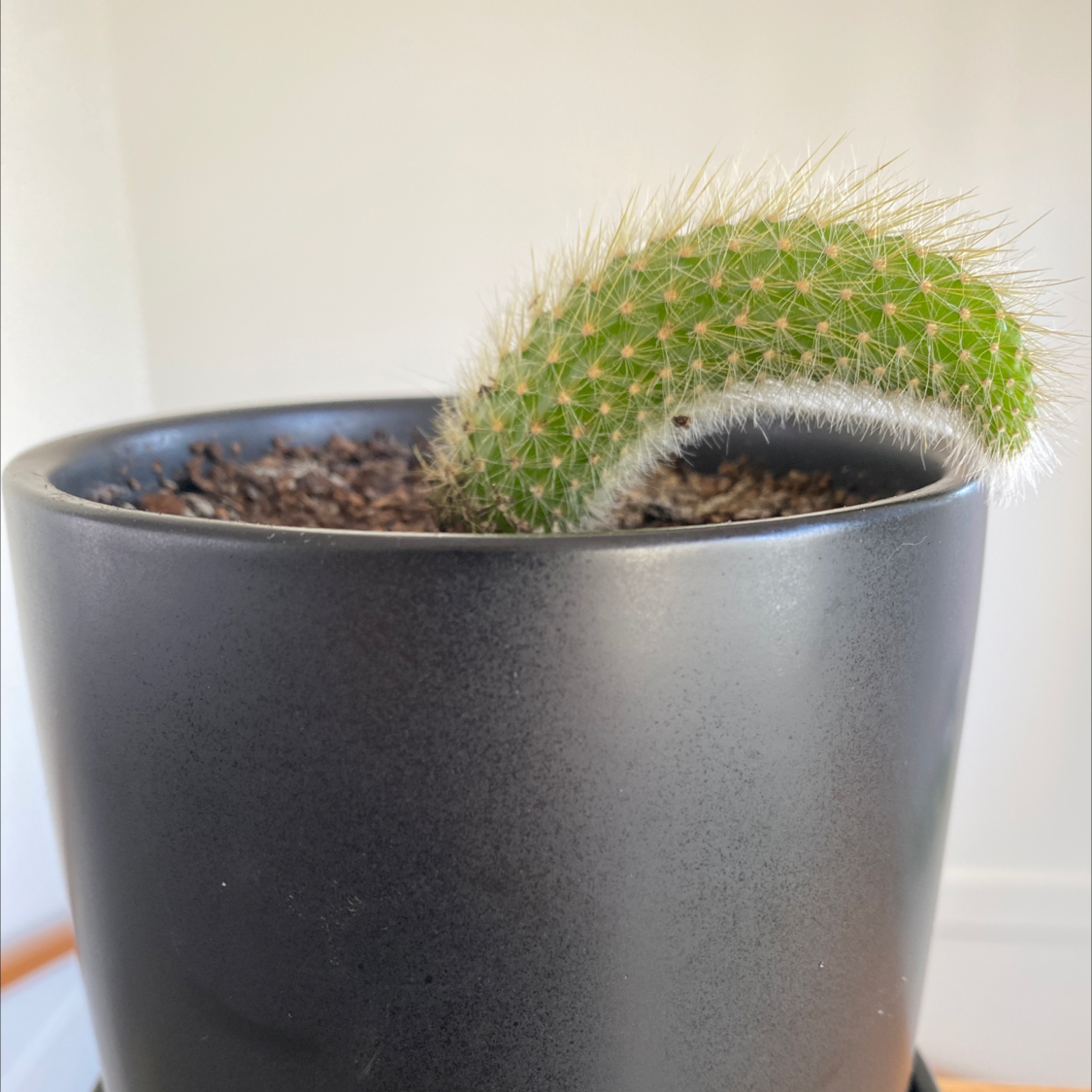 Monkey Tail Cactus in a black pot with visible soil, well-framed and in focus.