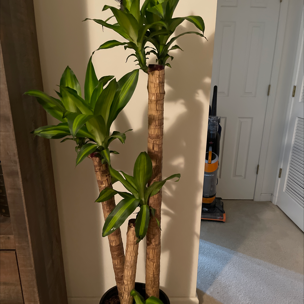 Dracaena Massangeana plant with three stalks and healthy green leaves indoors.