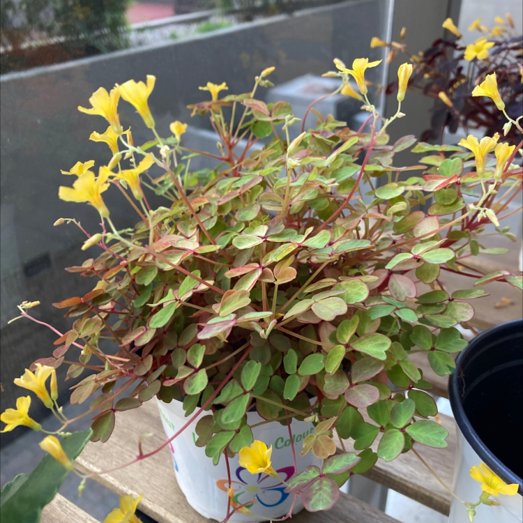Photo of the plant species Common Yellow Woodsorrel by @moth named Your plant on Greg, the plant care app