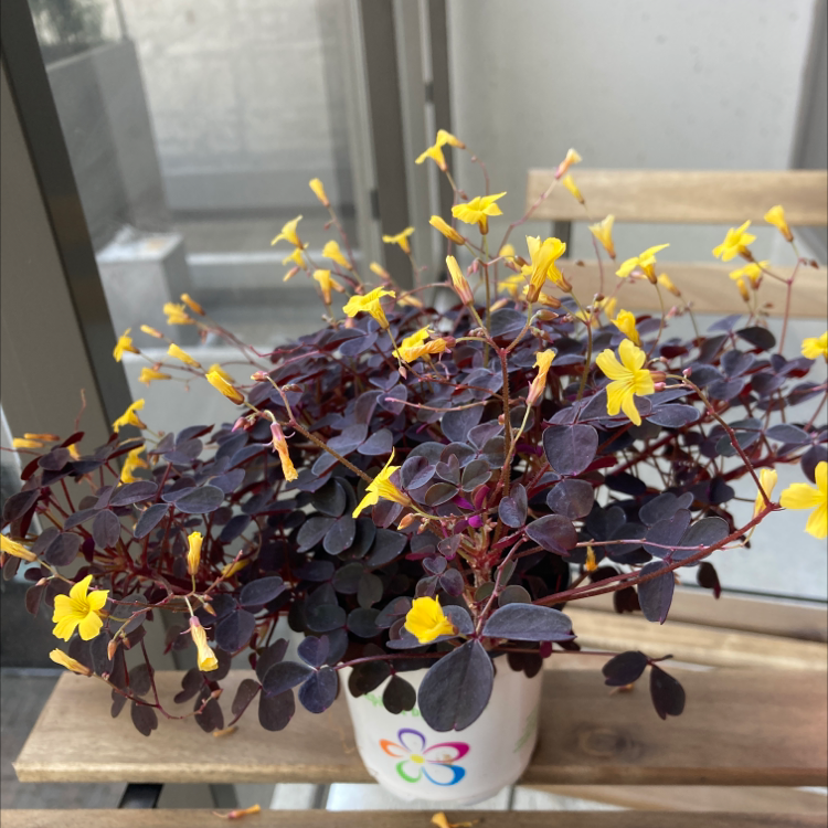 Photo of the plant species Creeping Woodsorrel by @moth named Your plant on Greg, the plant care app