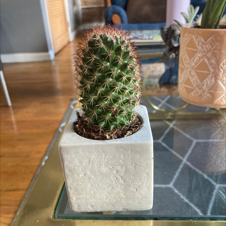 Little Nipple Cactus in a square pot on a glass table, appears healthy.