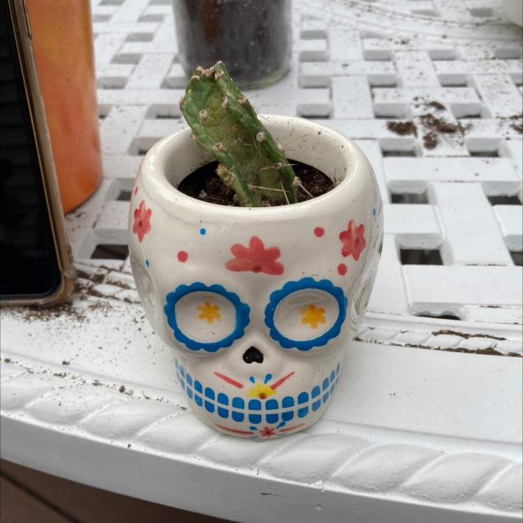 Small Few-Spined Marble-Seeded Prickly Pear cactus in a decorative pot on a table.