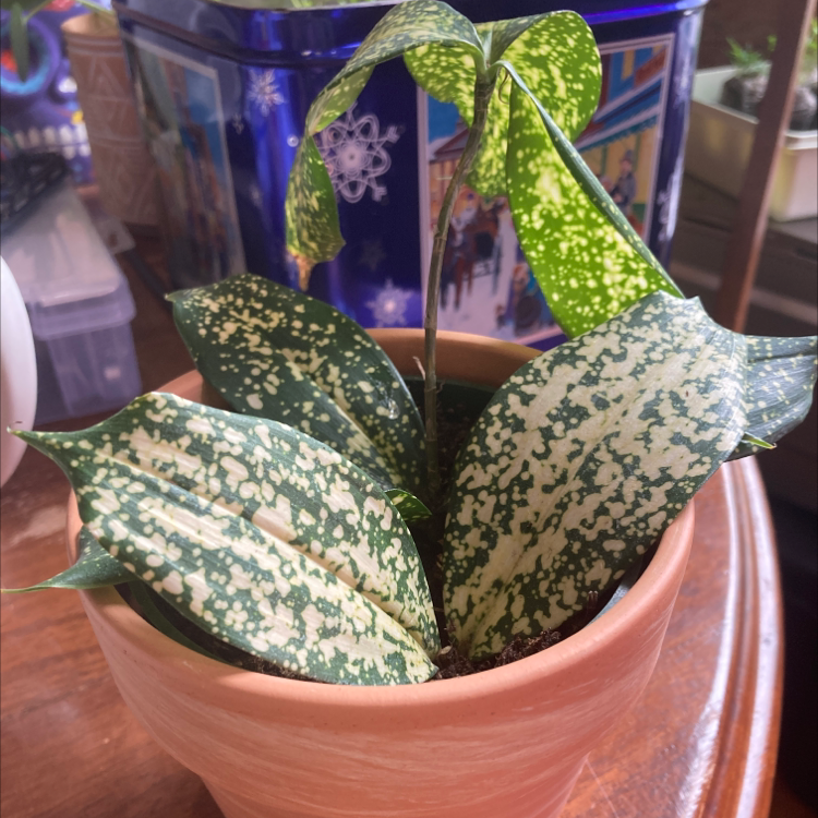 Healthy Gold Dust Dracaena plant with lush green and yellow variegated leaves in a terracotta pot, placed indoors.