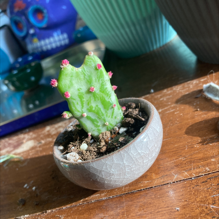 Smooth Prickly Pear cactus in a small pot with visible soil, well-framed and in focus.