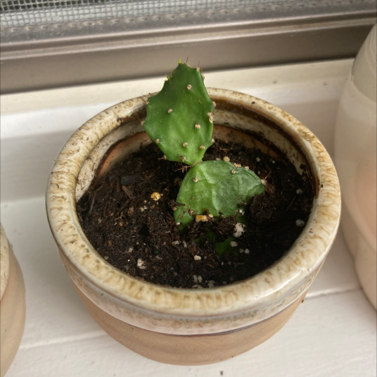 A small Brazilian Pricklypear cactus in a pot with visible soil.