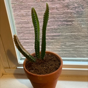 Dog Tail Cactus plant photo by @pdubs55 named P Money on Greg, the plant care app.