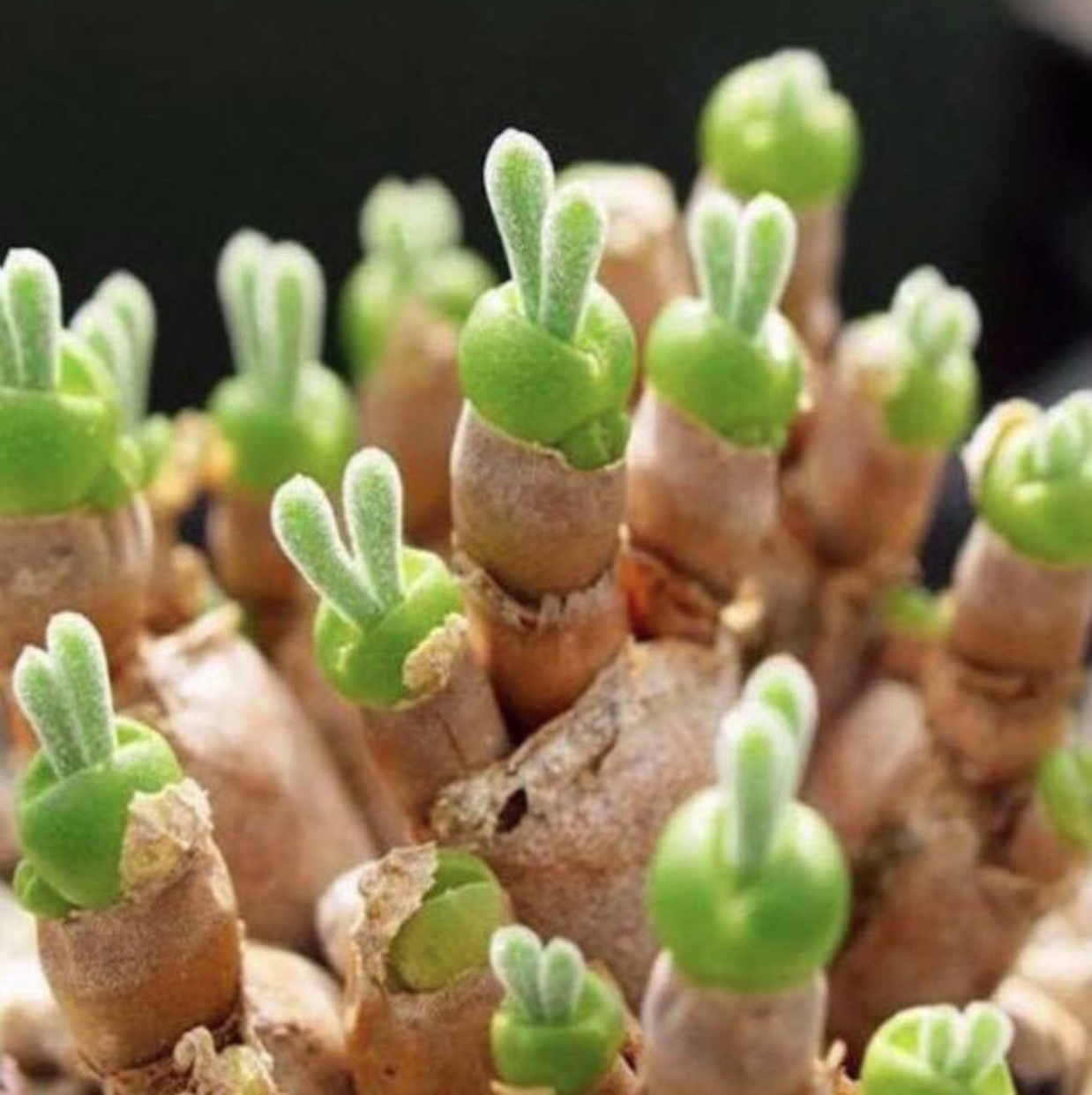 Photo of the plant species Bunny Succulent by V named Zeus on Greg, the plant care app