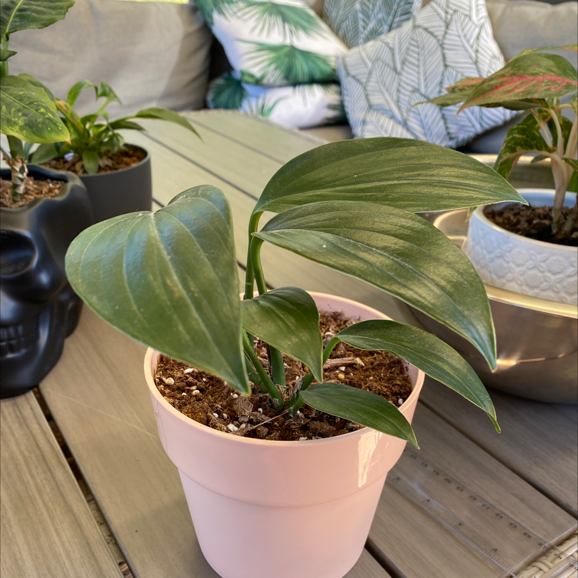 Potted Rhaphidophora decursiva plant with broad green leaves in a pink pot.