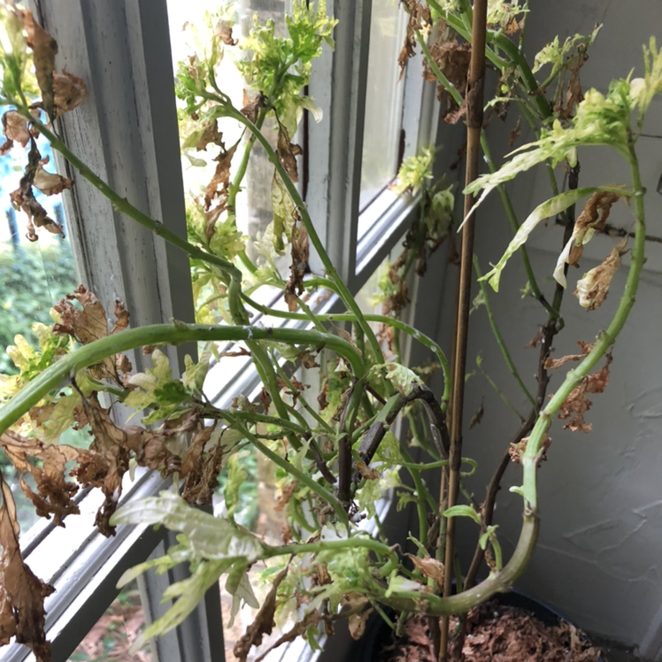 Photo of the plant species English Watercress by Ned named Webby on Greg, the plant care app