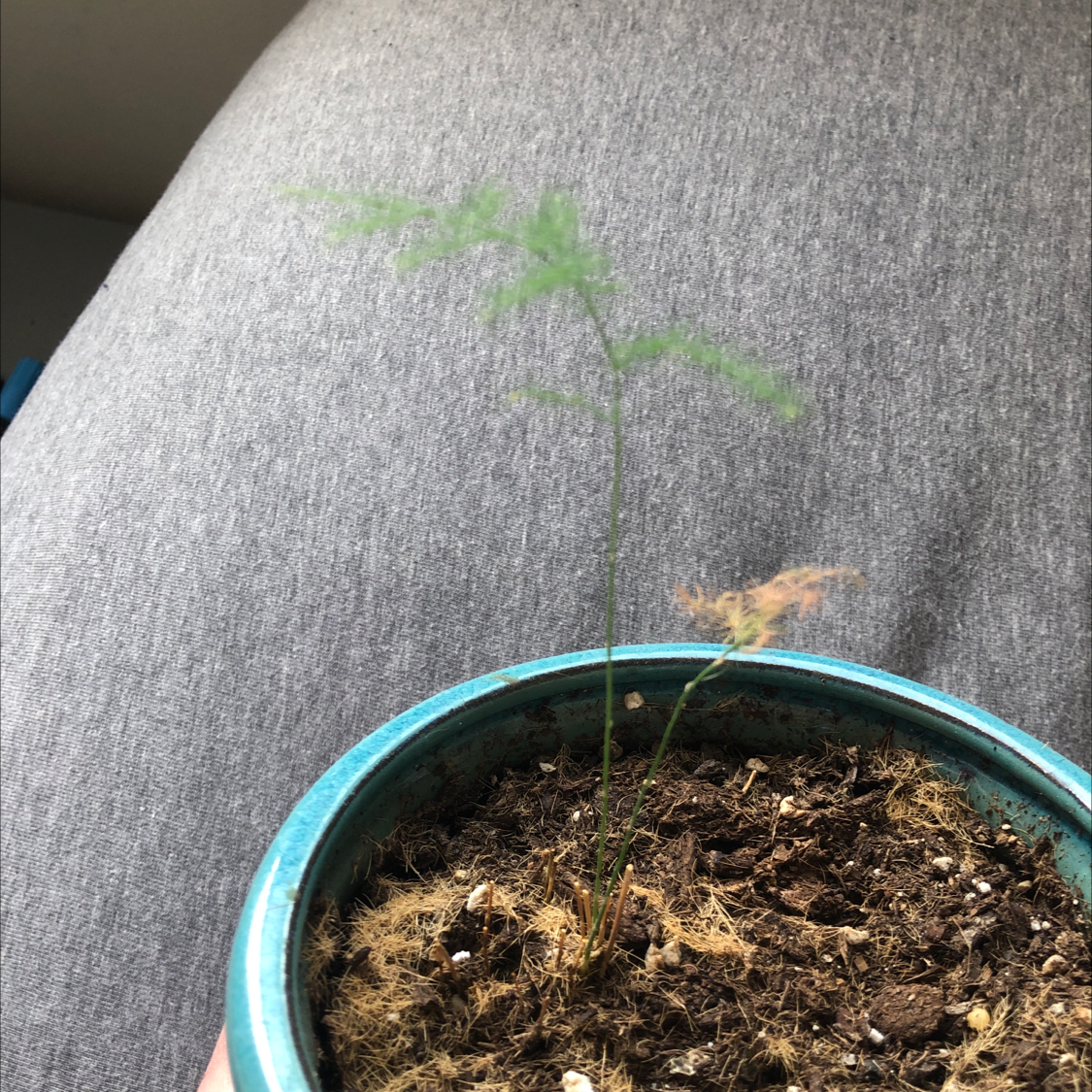 Young asparagus fern in a teal pot showing early growth and some minor yellowing on lower stems. Soil is visible and appears slightly dry.
