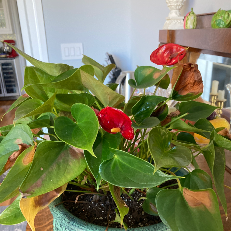 Healthy Painter's Palette plant with glossy green, red, and pink leaves and a red spathe flower, potted in dark soil.