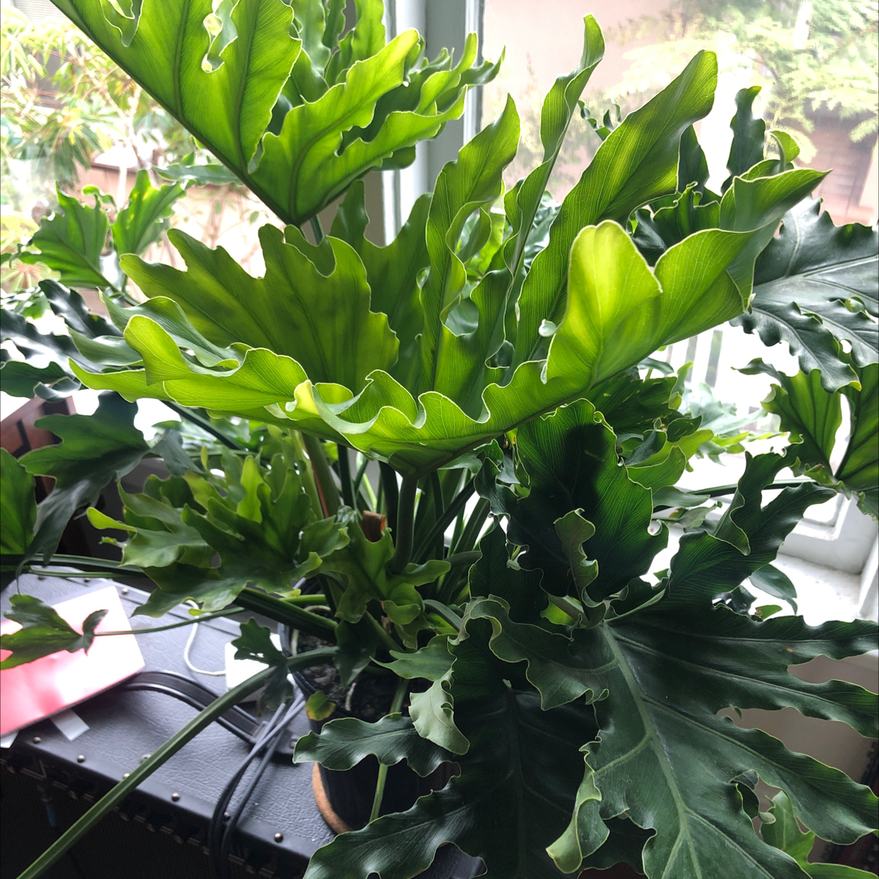 Philodendron 'Hope Selloum' plant with large, green, deeply lobed leaves near a window.