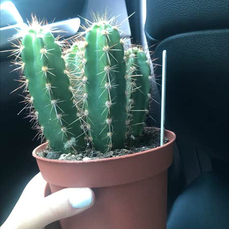 Photo of the plant species Baseball Cactus by Graceew0192 named Clive on Greg, the plant care app