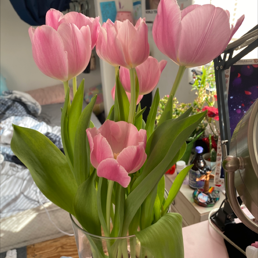 A bouquet of healthy pink tulips in a vase with vibrant green leaves.