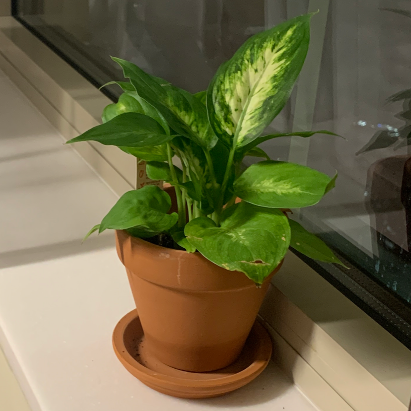 Dieffenbachia 'Compacta' plant in a terracotta pot on a windowsill, healthy green leaves with variegation.