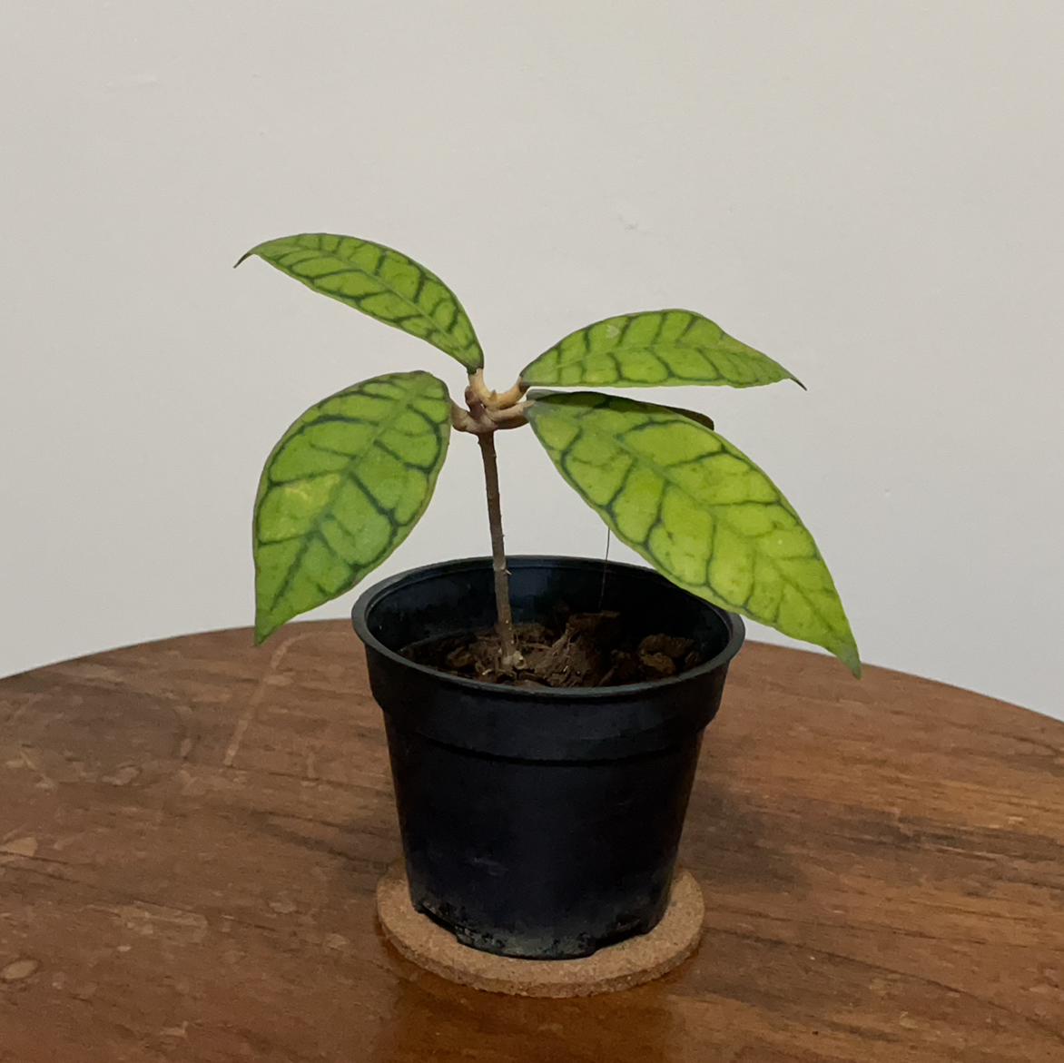 Potted Hoya finlaysonii plant with veined leaves and some yellowing.