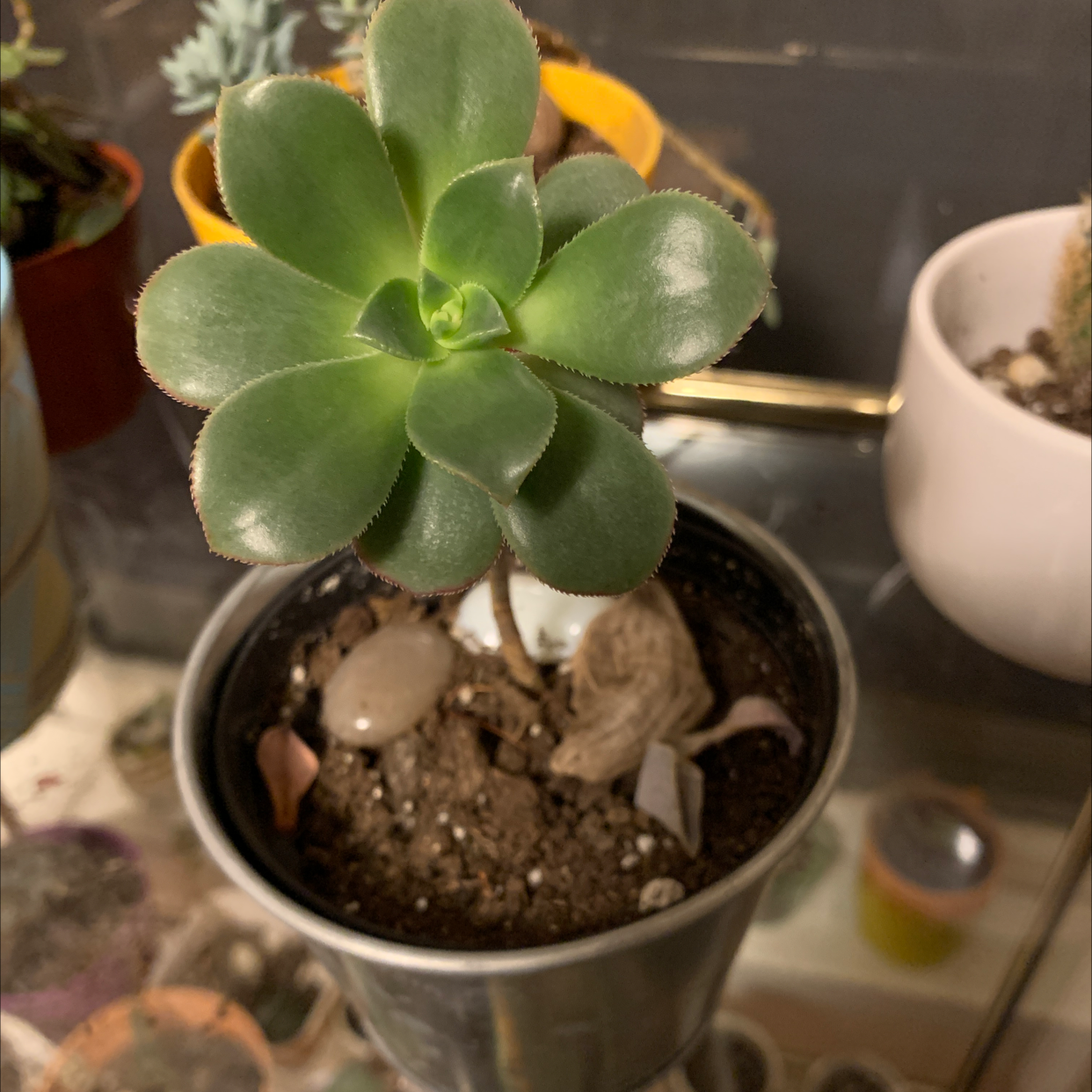 Haworth's Aeonium succulent in a small pot with visible soil.