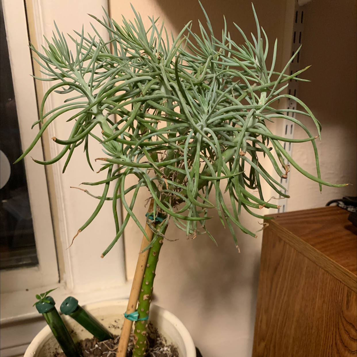 Succulent Bush Senecio plant in a pot with visible soil and some browning on lower leaves.