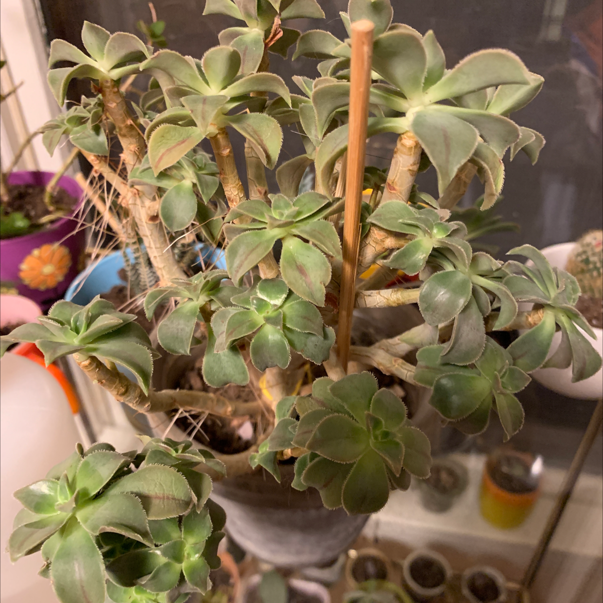 Haworth's Aeonium plant with green rosettes in a pot, visible soil.