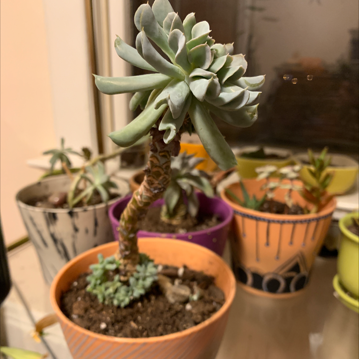 Echeveria 'Topsy Turvy' succulent in a pot with visible soil, surrounded by other potted plants.