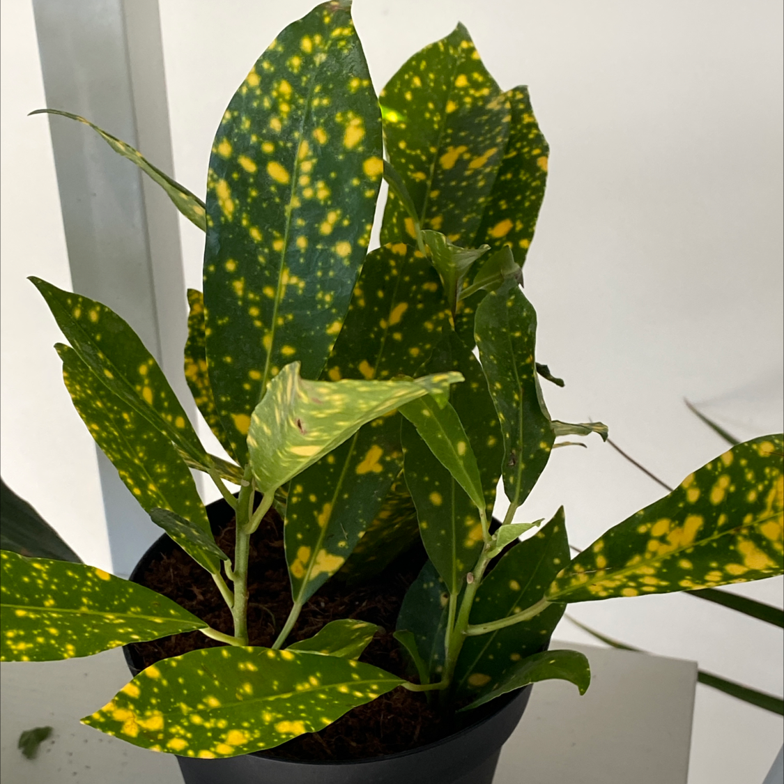A healthy Gold Dust Dracaena plant with vibrant green leaves spotted with bright yellow patterns, in a black plastic pot.