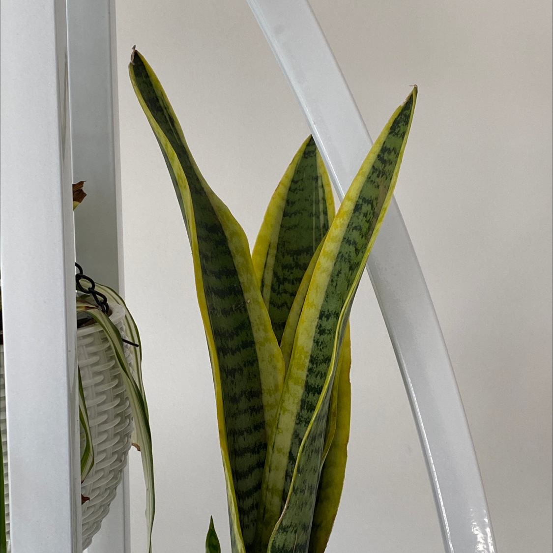 Snake Plant plant photo by @LurkingLegend named Ekans on Greg, the plant care app.