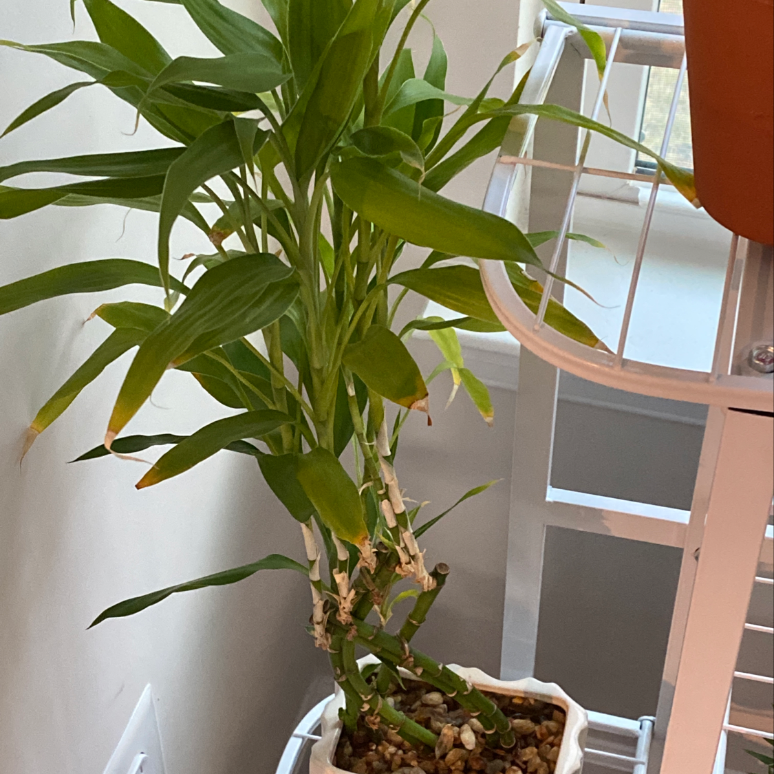 Lucky Bamboo plant photo by @LurkingLegend named Alolan Exeggutor on Greg, the plant care app.