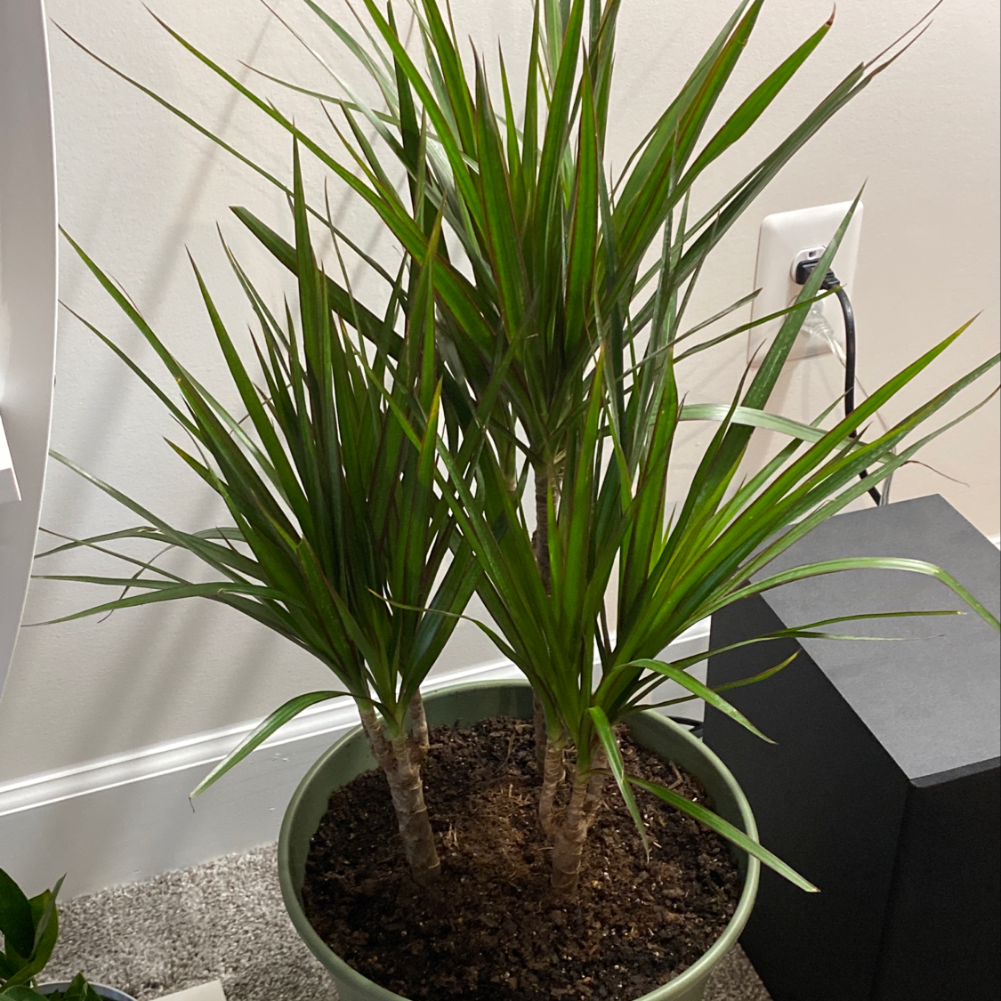 Dragon Tree plant photo by @LurkingLegend named Dragonite on Greg, the plant care app.