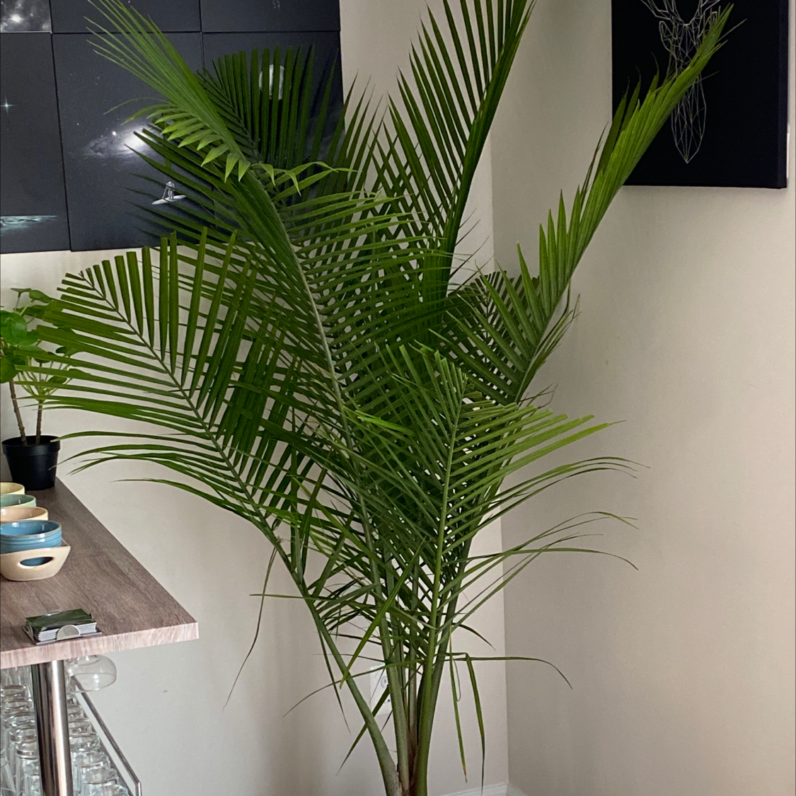 Majesty Palm plant photo by @LurkingLegend named Tropius on Greg, the plant care app.