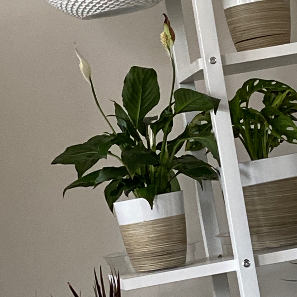 Peace Lily plant photo by @LurkingLegend named Servine on Greg, the plant care app.